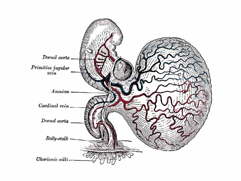 Human embryo of about fourteen days, with yolk-sac.