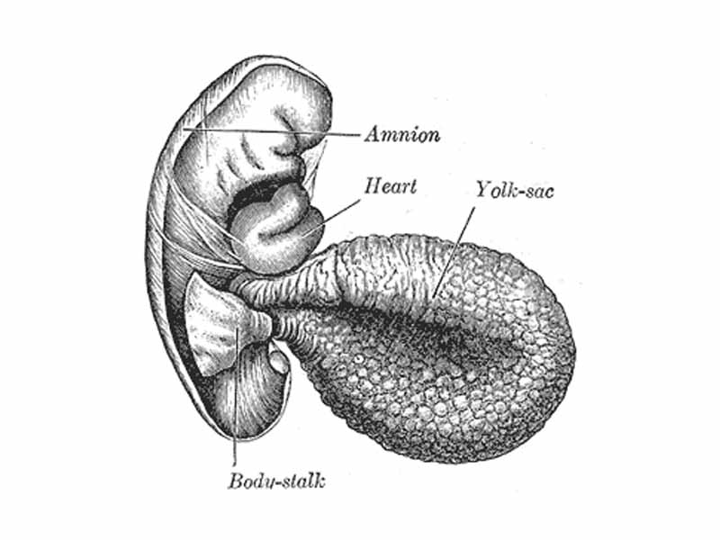 Human embryo of 2.6 mm.