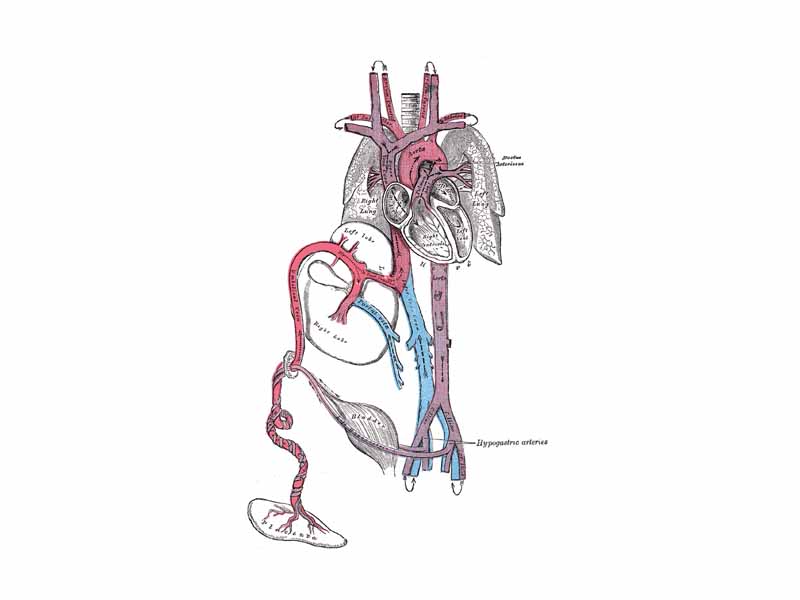 Fetal circulation; the umbilical vein is the large, red vessel at the far left. The umbilical arteries are purple and wrap around the umbilical vein.