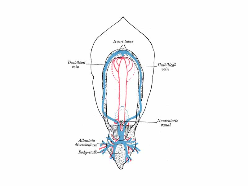 Diagram of the vascular channels in a human embryo of the second week. (After Eternod.) The red lines are the dorsal aortæ continued into the umbilical arteries. The red dotted lines are the ventral aortæ, and the blue dotted lines the vitelline veins.
