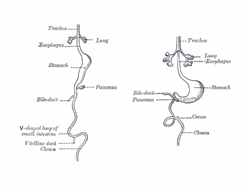 Front view of two successive stages in the development of the digestive tube.