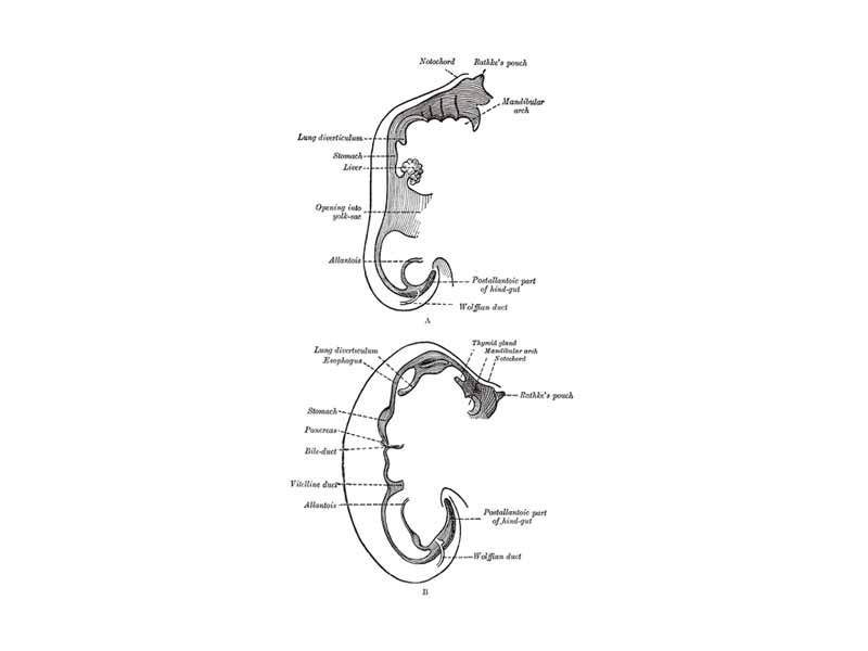 Sketches in profile of two stages in the development of the human digestive tube. (Vitelline duct labeled on bottom image.)