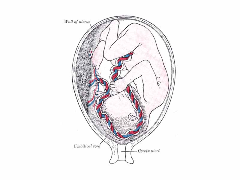 Fetus in utero, between fifth and sixth months.