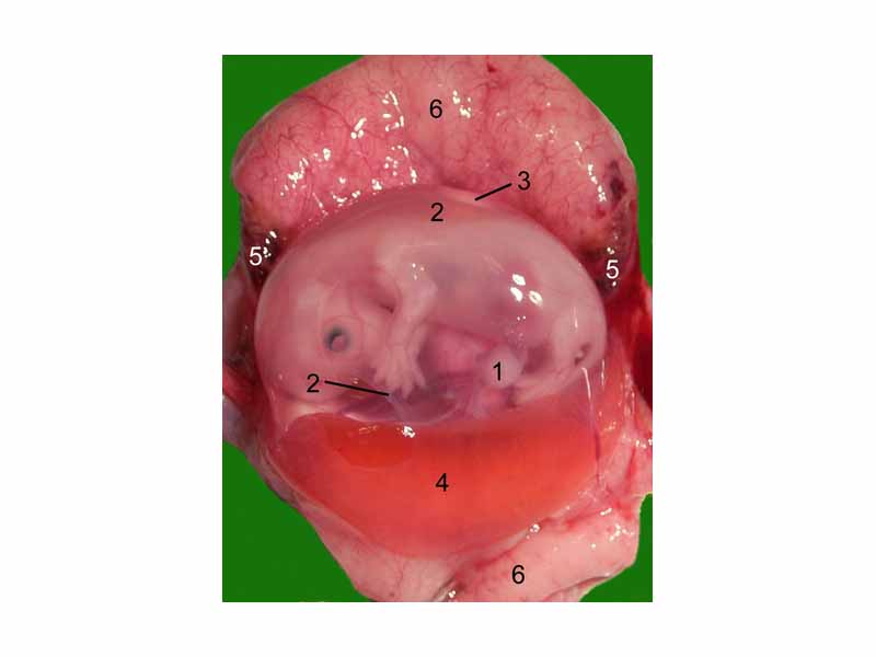 Opened uterus with cat fetus in midgestation: 1 umbilicus, 2 amnion, 3 allantois, 4 Yolk sac, 5 developing marginal hematoma, 6 maternal part of placenta (endometrium)