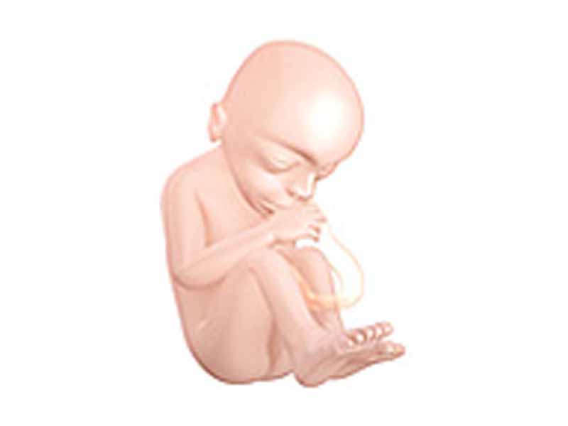 Fetus at 18 weeks after fertilization