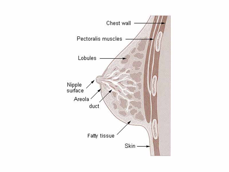 Cross section of the breast of a human female.