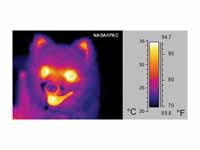 A thermographic image of a dog