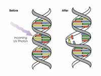 Ultraviolet photons harm the DNA mole...