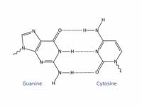 Guanine/Cytosine Watson and Crick bas...
