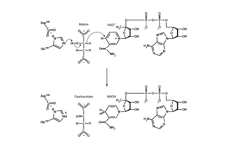 Malate dehydrogenase.
