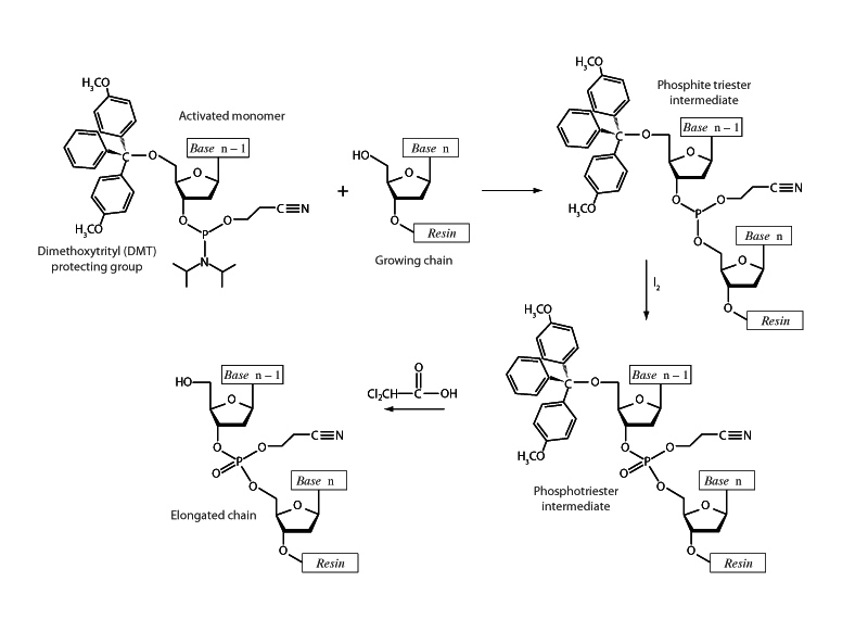 Solid phase DNA synthesis.