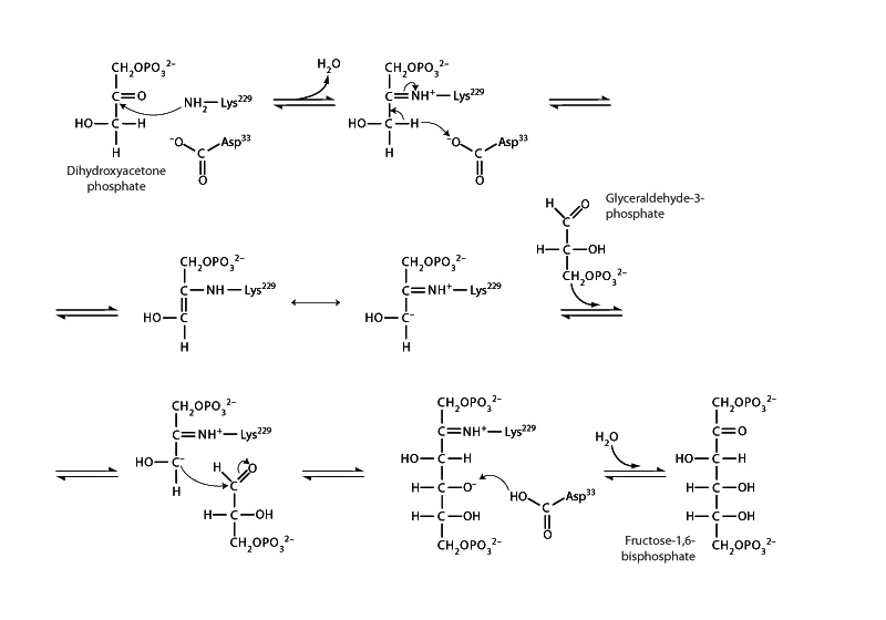 Aldolase