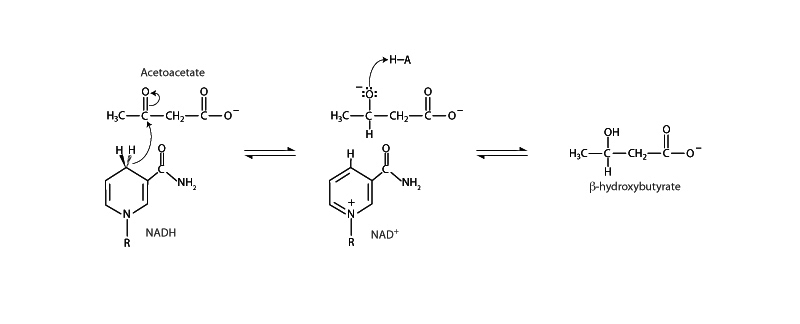 Beta-hydroxybutyrate dehydrogenase