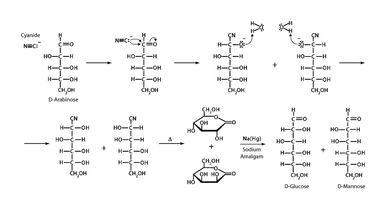 Kilani Fischer synthesis