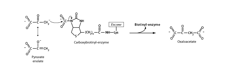 Pyruvate carboxylase