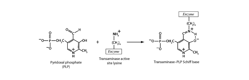 Transaminase with PLP