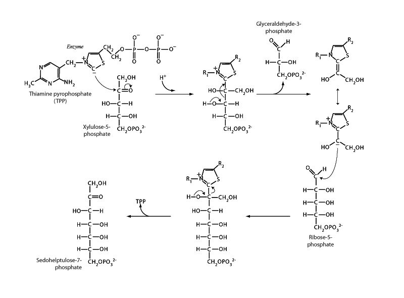 Transketolase