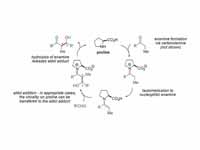 Proposed reaction mechanism for proli...