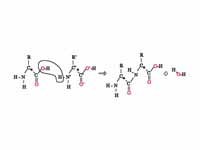 The condensation of two amino acids i...
