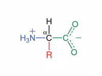 L amino acid.