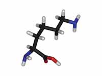 L-lysine - stick model