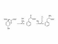 Biosynthesis of phenylalanine. Prephe...