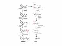 Metabolism of L-tryptophan into serot...