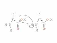 Two amino acids