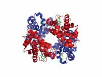 3-dimensional structure of hemoglobin...