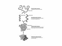 The structure hierarchy of Proteins