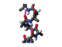 Side view of an ?-helix of alanine re...