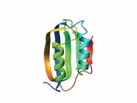 Ferredoxin fold - Ribbon diagram of a...