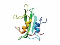 SH2 domain - Ribbon diagram of the SH...