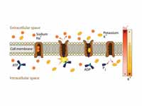 Membrane transport proteins in active...