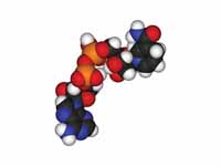 Space-filling model of the coenzyme NADH