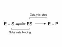 Mechanism for a single substrate enzy...