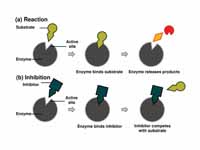 Competitive inhibitors bind reversibl...