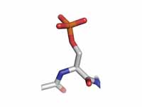 A phosphorylated serine residue