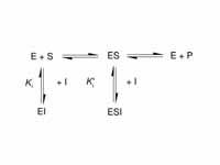 Kinetic scheme for reversible enzyme ...