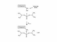 Reaction of the irreversible inhibito...