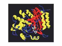 The structure of a complex between pe...