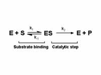 Single-substrate mechanism for an enz...