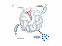 Schematic of 4 different protein sign...