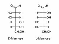 D- and L- forms of mannose