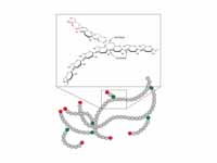 The structure of glycogen.