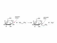 Formation of ethyl glucoside from glu...