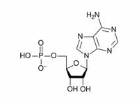 Adenosine monophosphate chemical stru...
