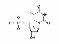 Thymidine monophosphate chemical stru...