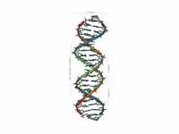 The structure of part of a DNA double...
