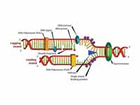 DNA replication. The double helix is ...